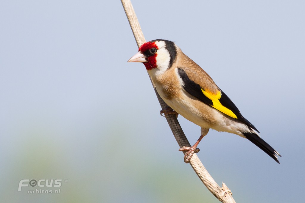 European Goldfinch (European) - Mattias Hofstede