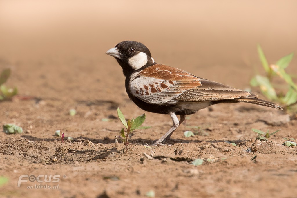 Chestnut-backed Sparrow-Lark - ML204846421