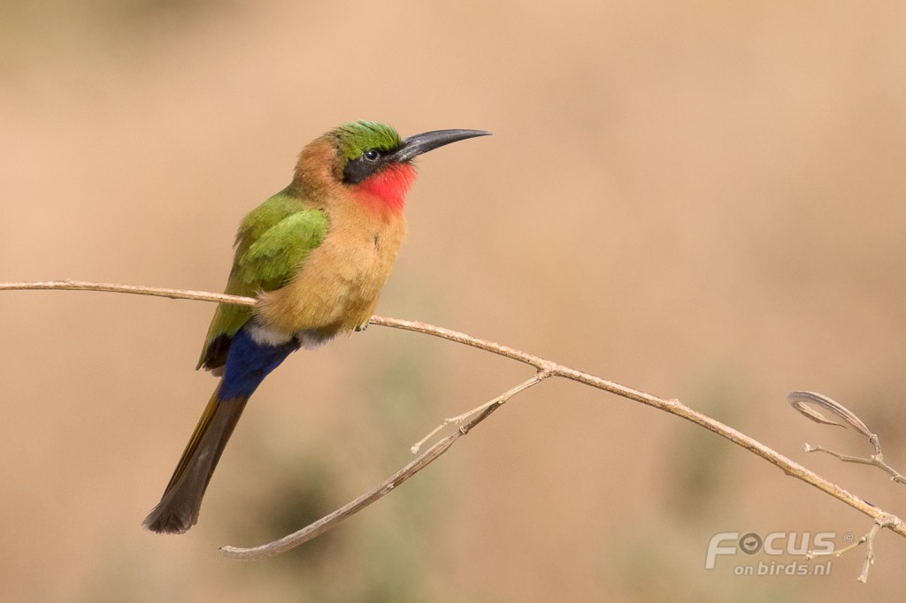 Red-throated Bee-eater - Mattias Hofstede