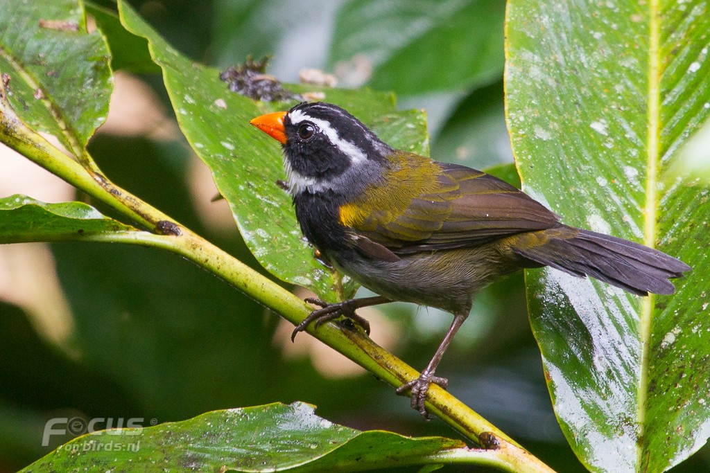 Orange-billed Sparrow (aurantiirostris Group) - ML204846551