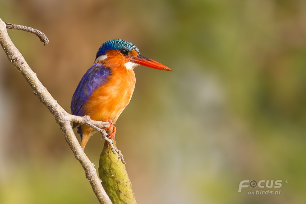 Malachite Kingfisher (Mainland) - Mattias Hofstede