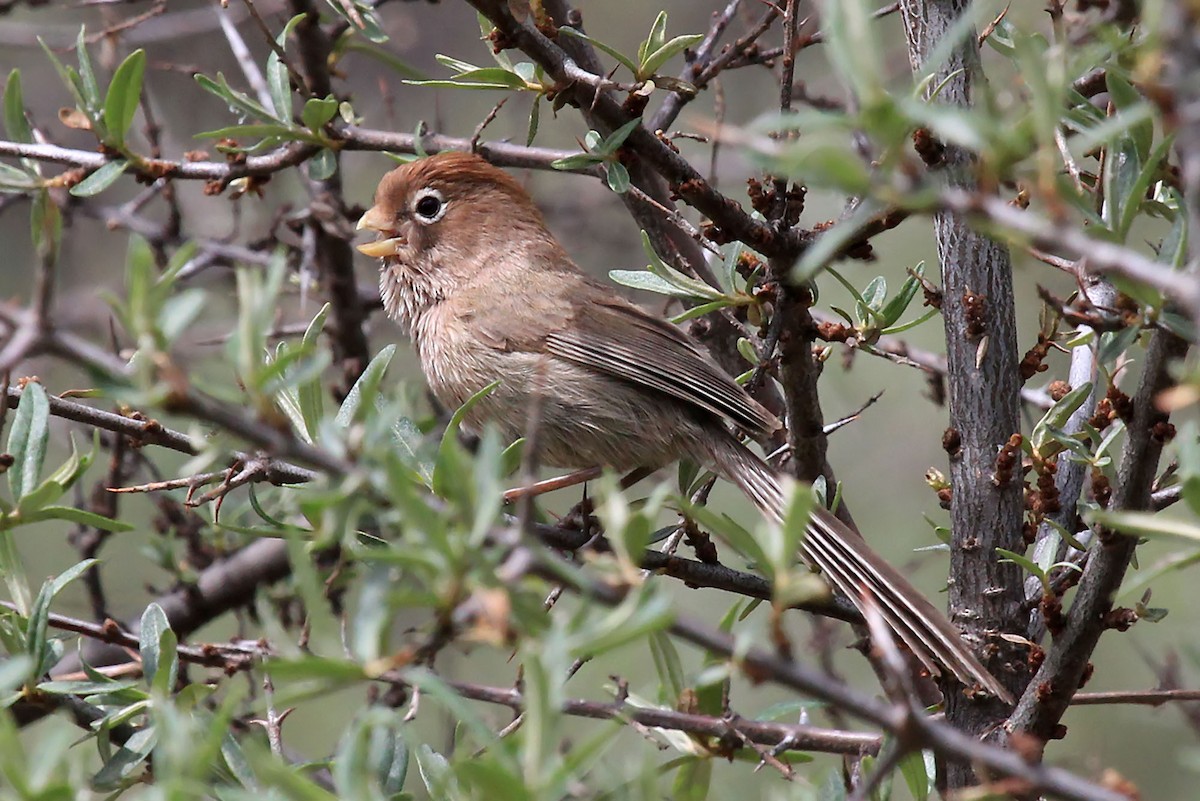 Spectacled Parrotbill - ML204846781