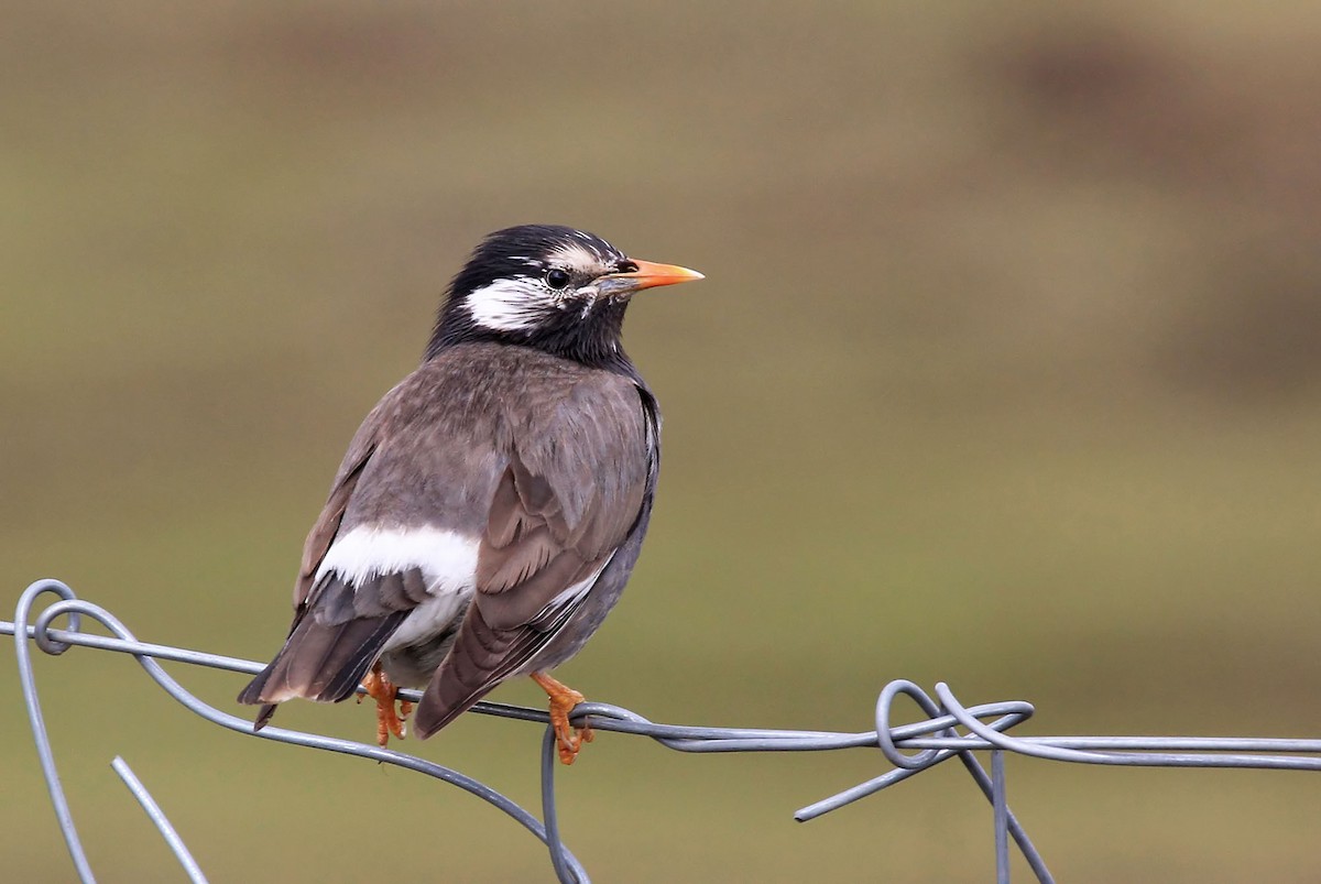 White-cheeked Starling - Phillip Edwards
