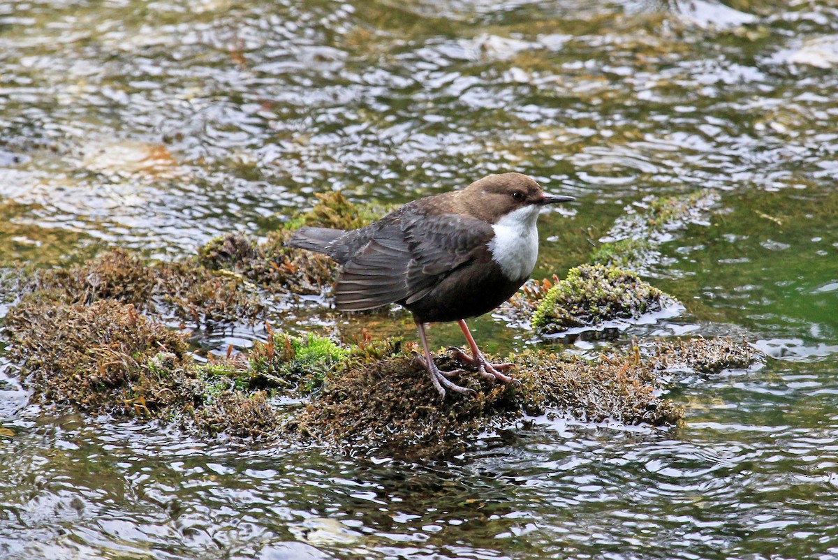 White-throated Dipper - Phillip Edwards