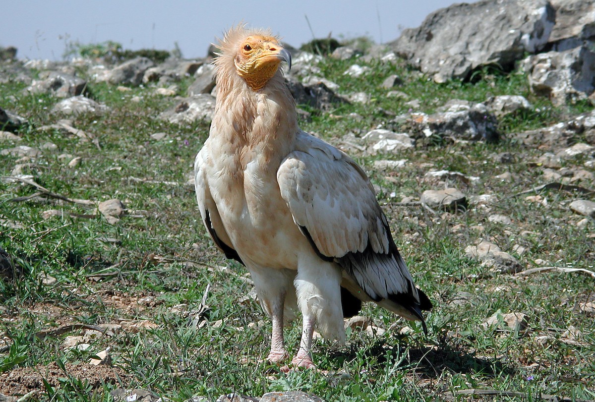 Egyptian Vulture - Phillip Edwards