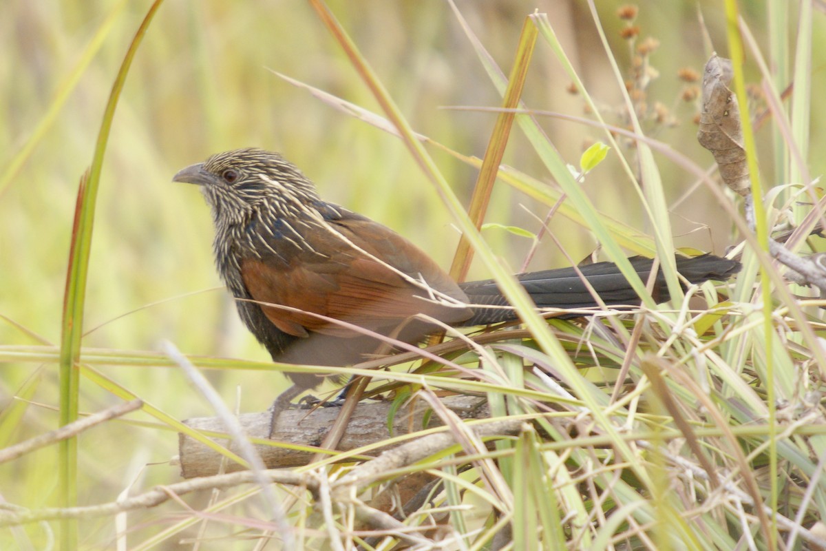 Malagasy Coucal - ML204847521