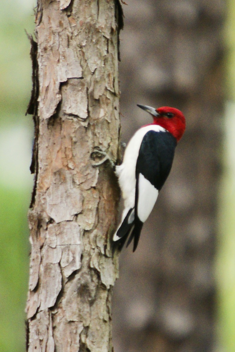 Red-headed Woodpecker - ML204847711