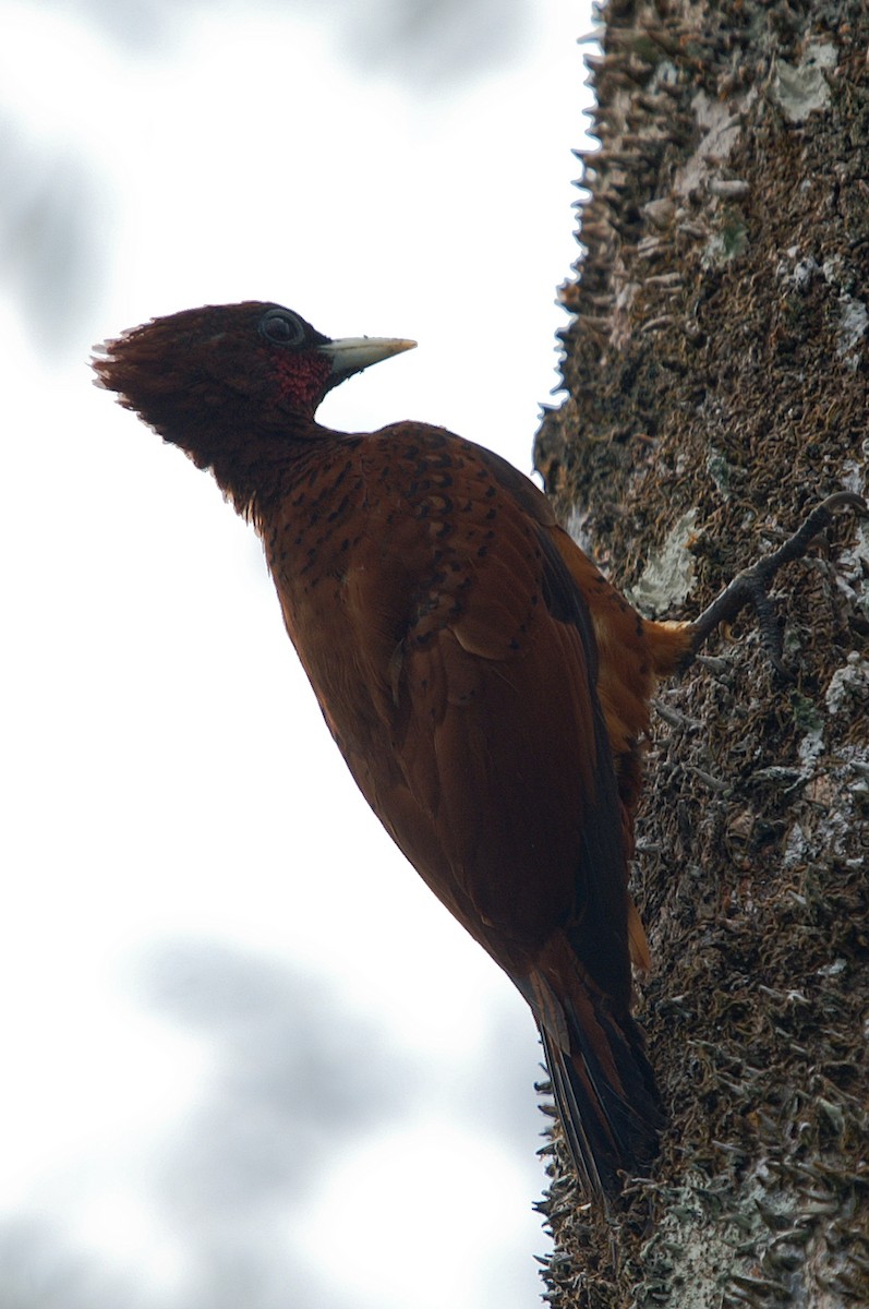 Waved Woodpecker (Scale-breasted) - Yvonne Stevens