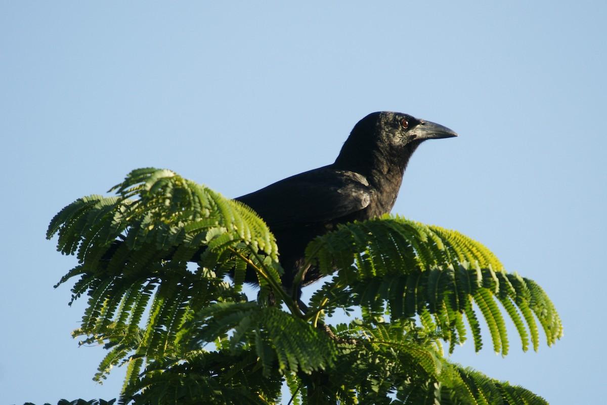 Cuban Crow - ML204847871