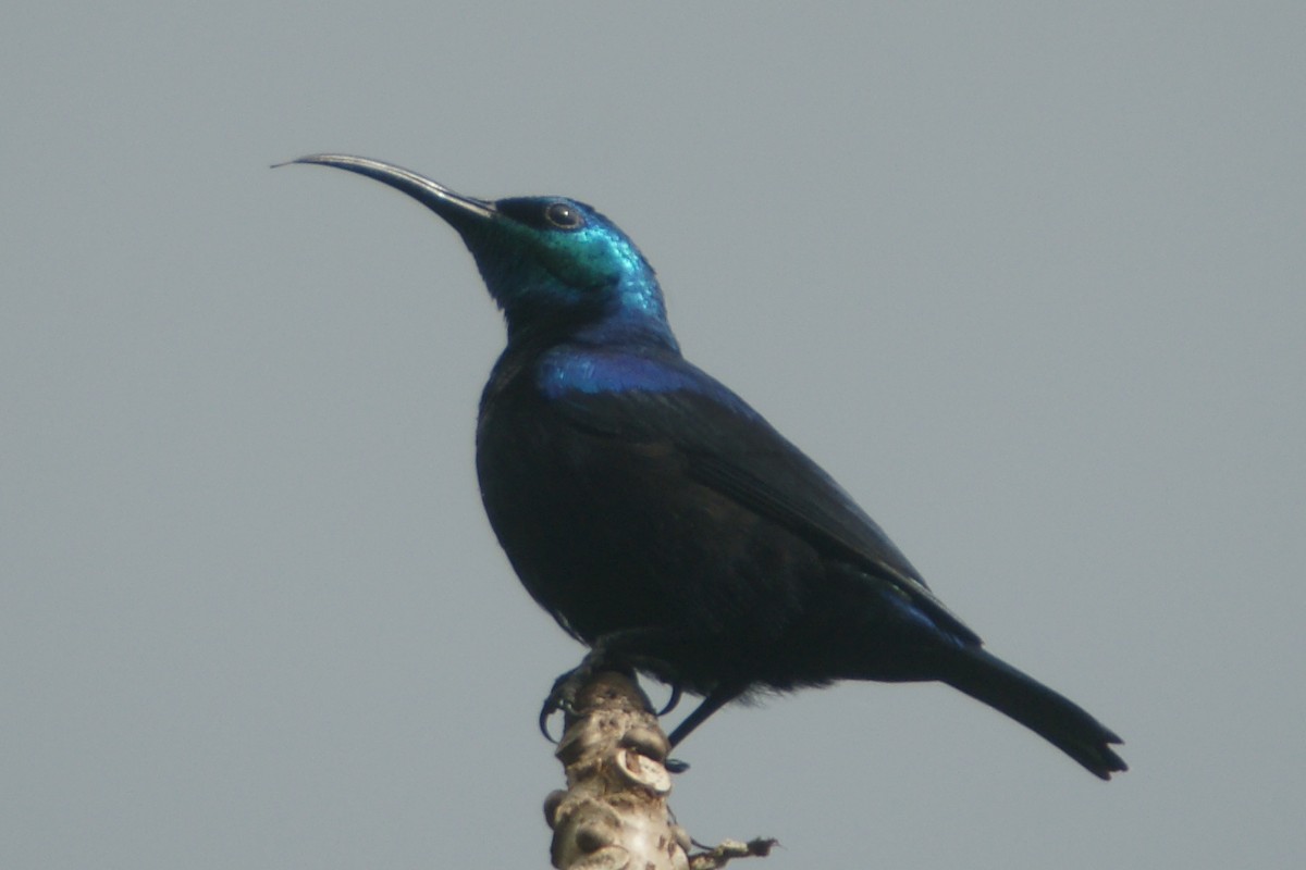 Malagasy Sunbird (Long-billed) - ML204847981