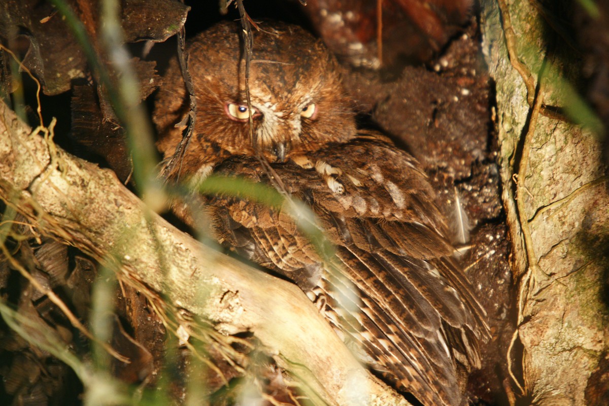 Madagascar Scops-Owl (Rainforest) - Yvonne Stevens