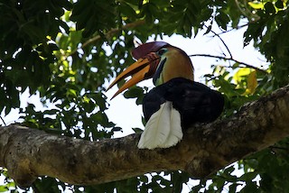 Knobbed Hornbill - eBird