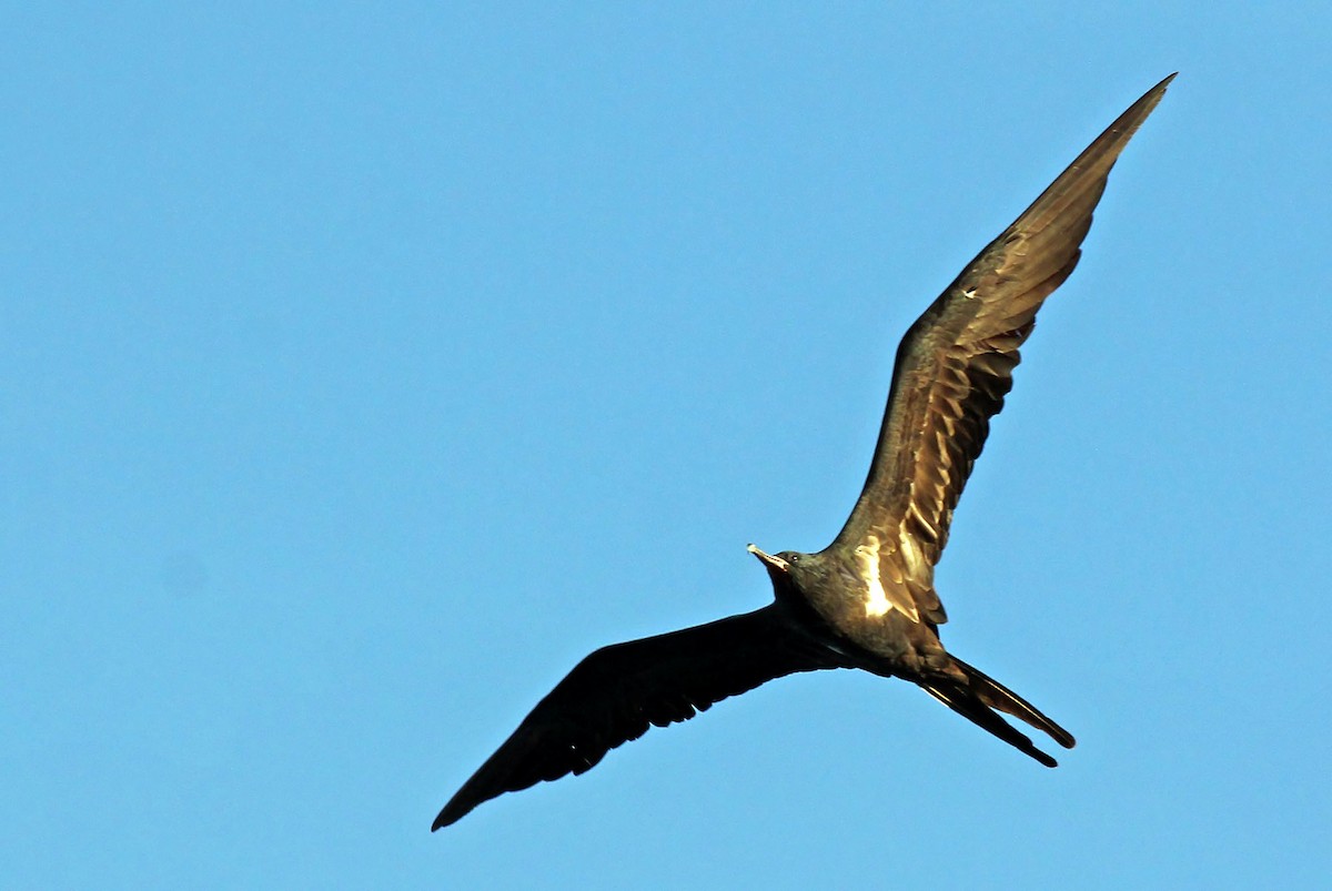 Lesser Frigatebird (Lesser) - Phillip Edwards