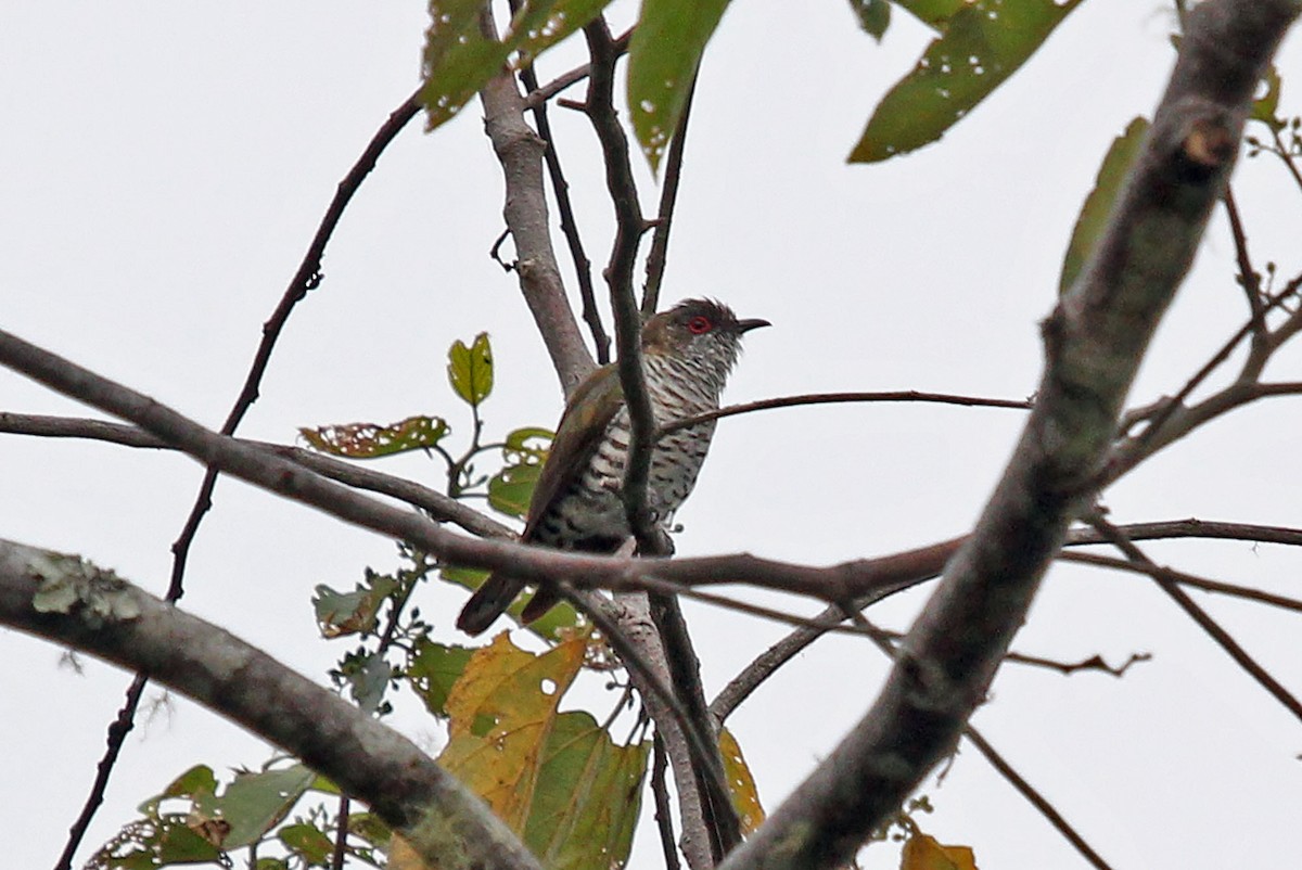 Little Bronze-Cuckoo (Gould's) - Phillip Edwards