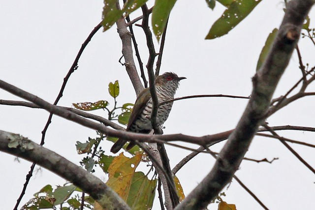 Little Bronze-Cuckoo (Gould's)