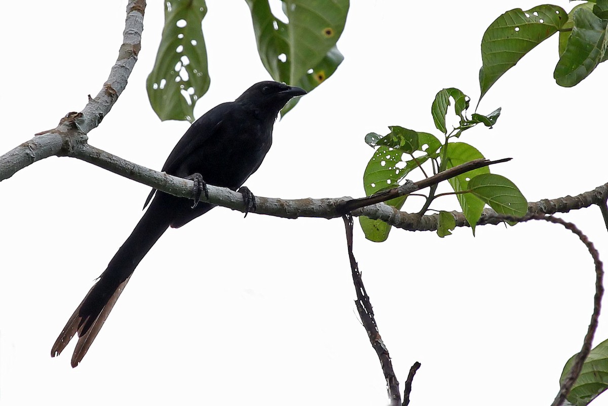 Long-tailed Starling - ML204848321