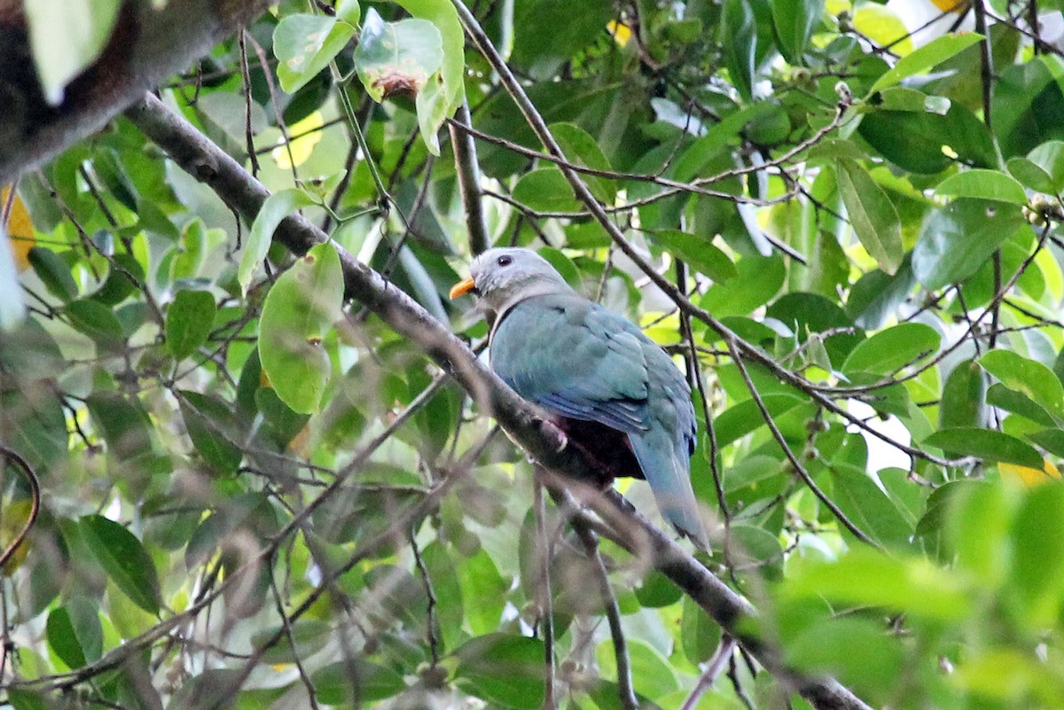 Maroon-chinned Fruit-Dove - ML204848421