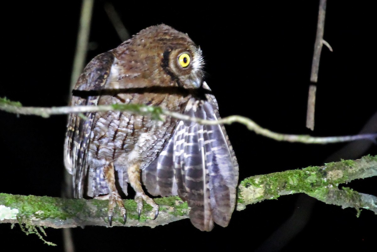 Moluccan Scops-Owl (Moluccan) - Phillip Edwards