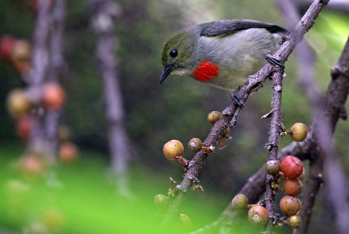 Olive-crowned Flowerpecker - Phillip Edwards