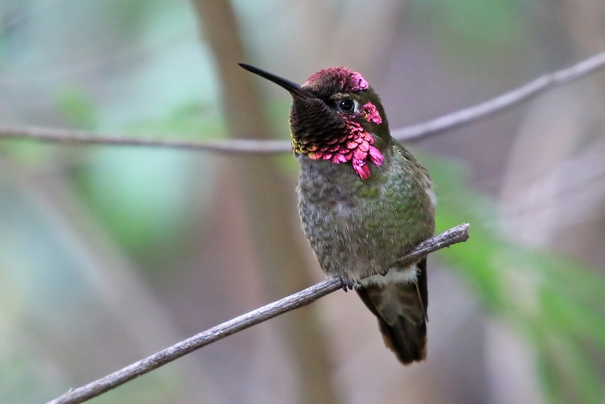 Anna's Hummingbird - Phillip Edwards