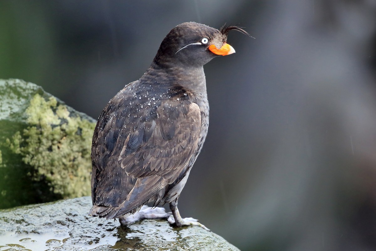 Crested Auklet - ML204848651