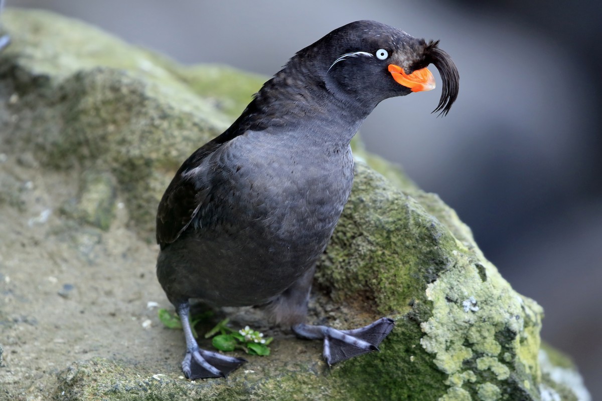 Crested Auklet - ML204848671