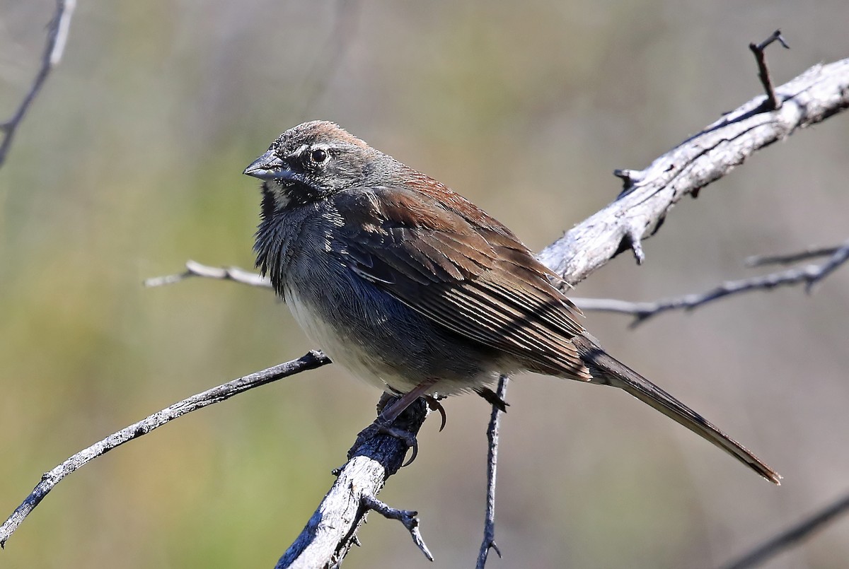 Five-striped Sparrow - Phillip Edwards