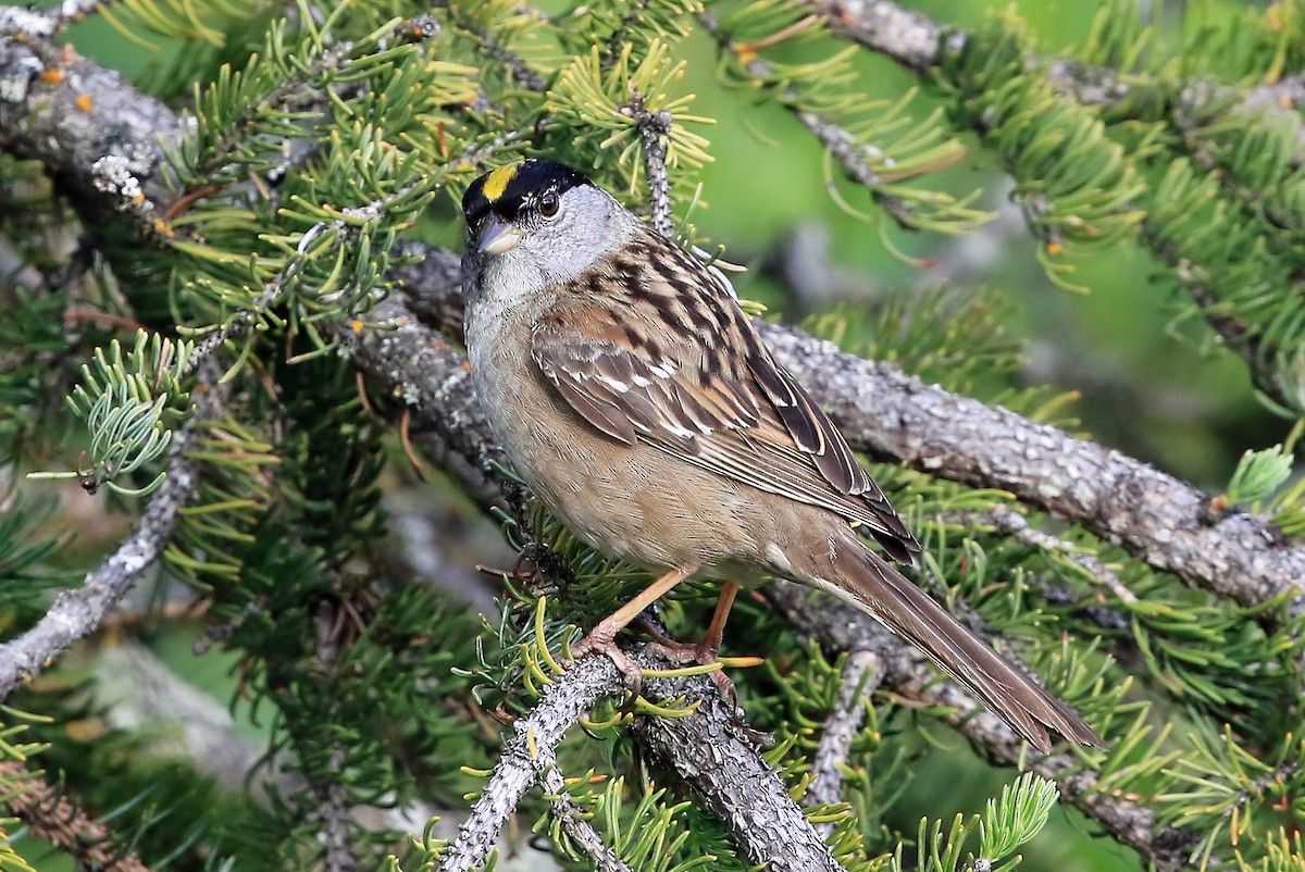 Golden-crowned Sparrow - Phillip Edwards