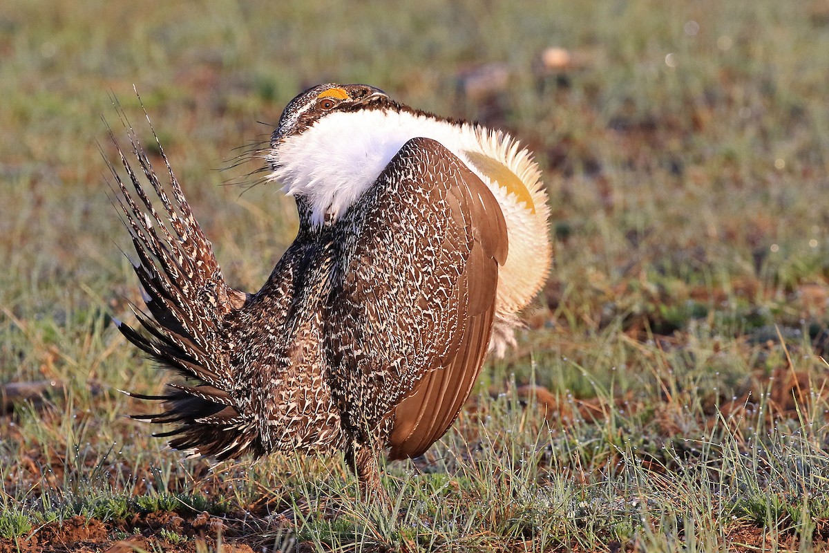 Greater Sage-Grouse - Phillip Edwards