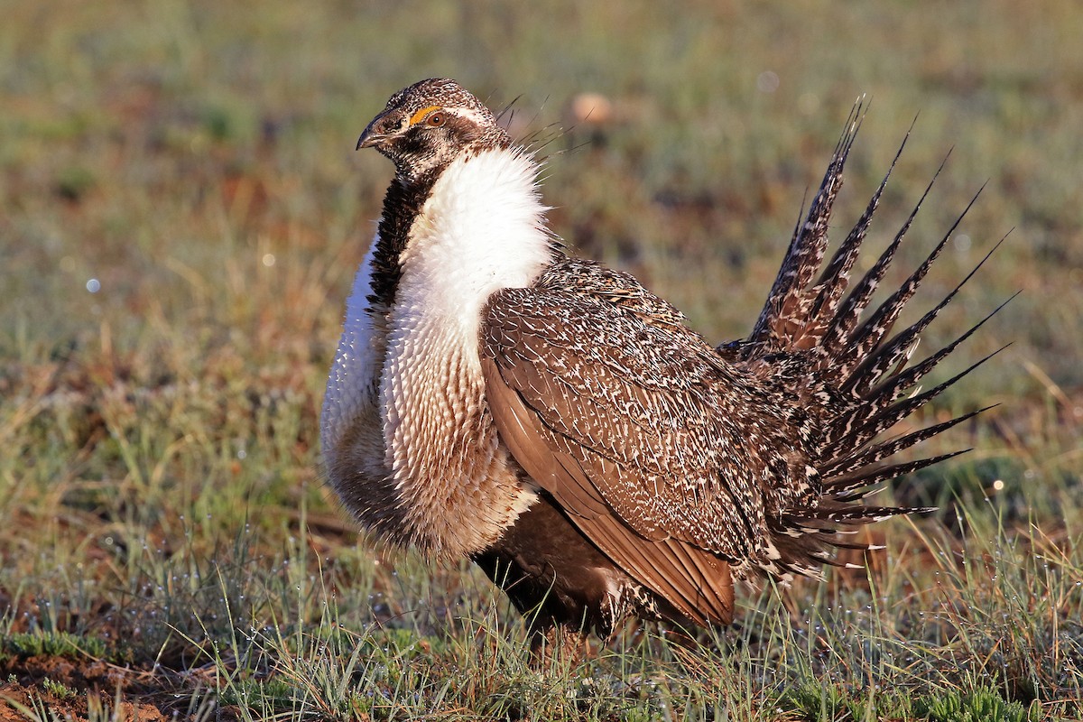 Greater Sage-Grouse - Phillip Edwards