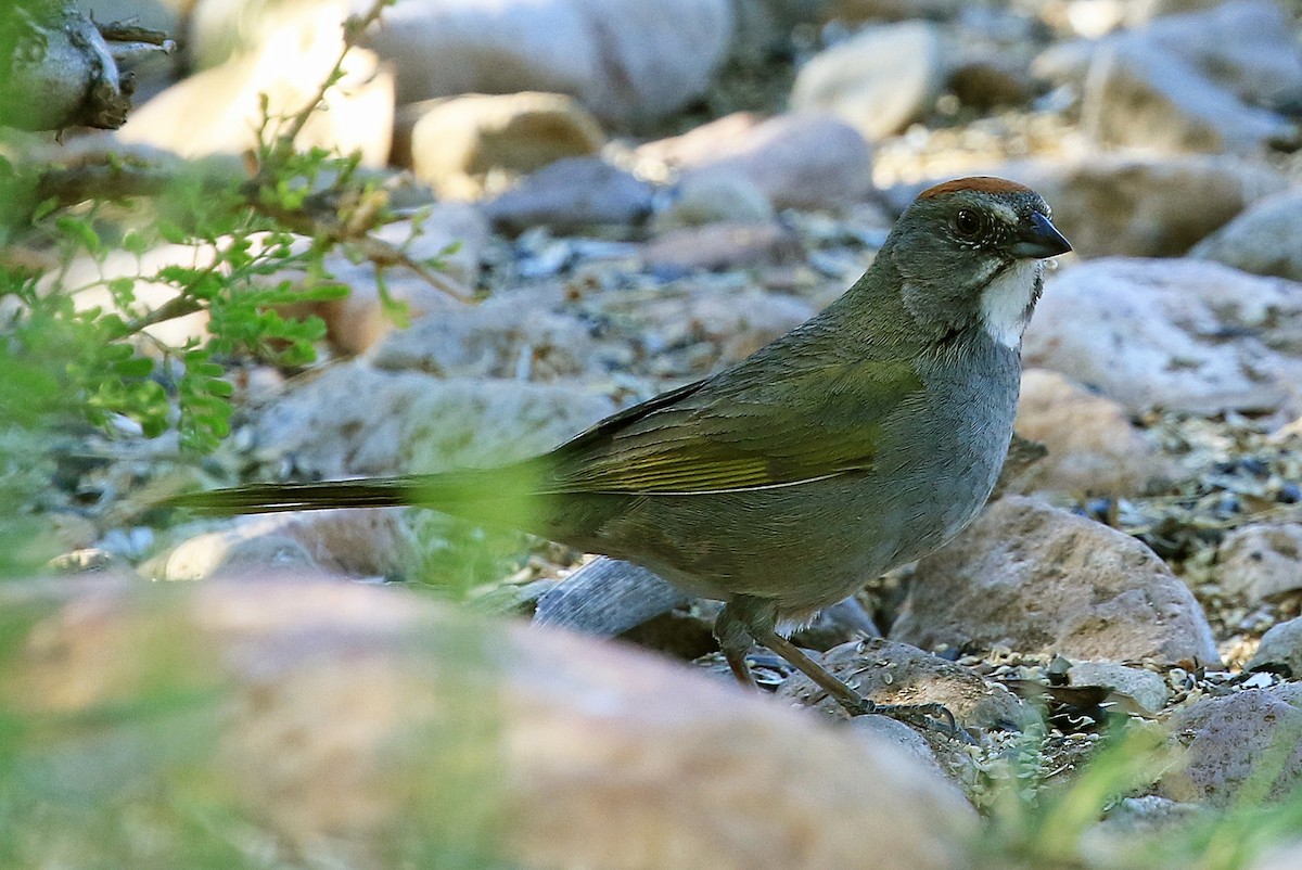 Green-tailed Towhee - Phillip Edwards
