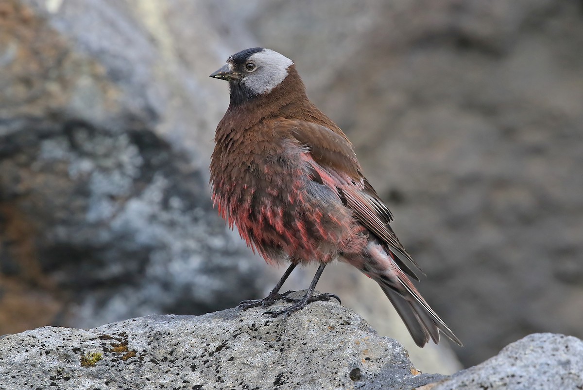 Gray-crowned Rosy-Finch (Pribilof Is.) - Phillip Edwards