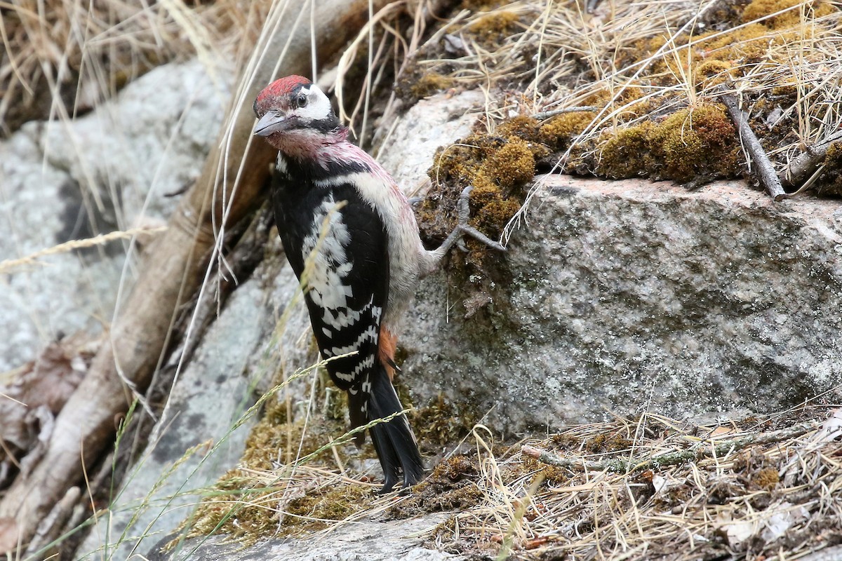 Great Spotted Woodpecker (Great Spotted) - ML204849291