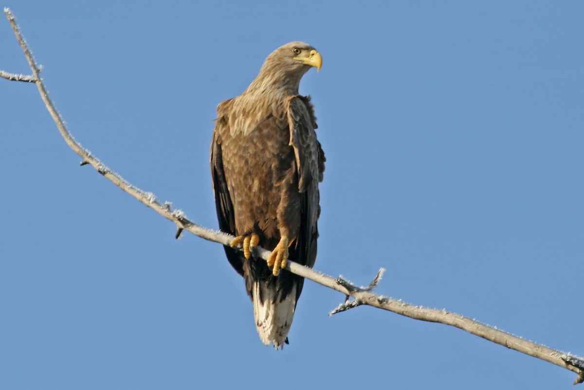 White-tailed Eagle - Phillip Edwards