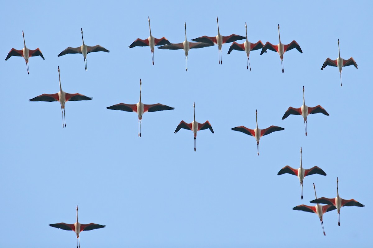 Greater Flamingo - Phillip Edwards