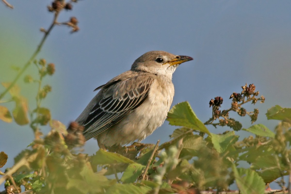 Rosy Starling - Phillip Edwards