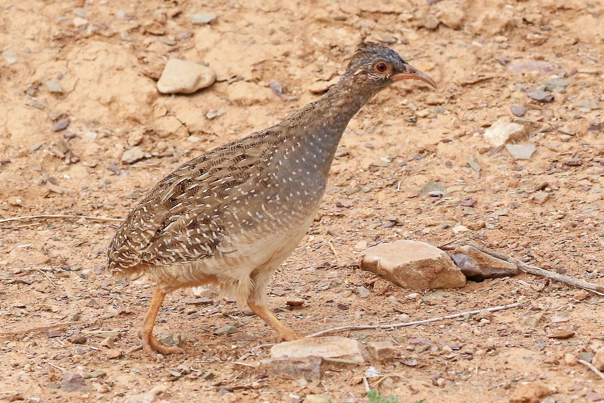 Andean Tinamou - Phillip Edwards