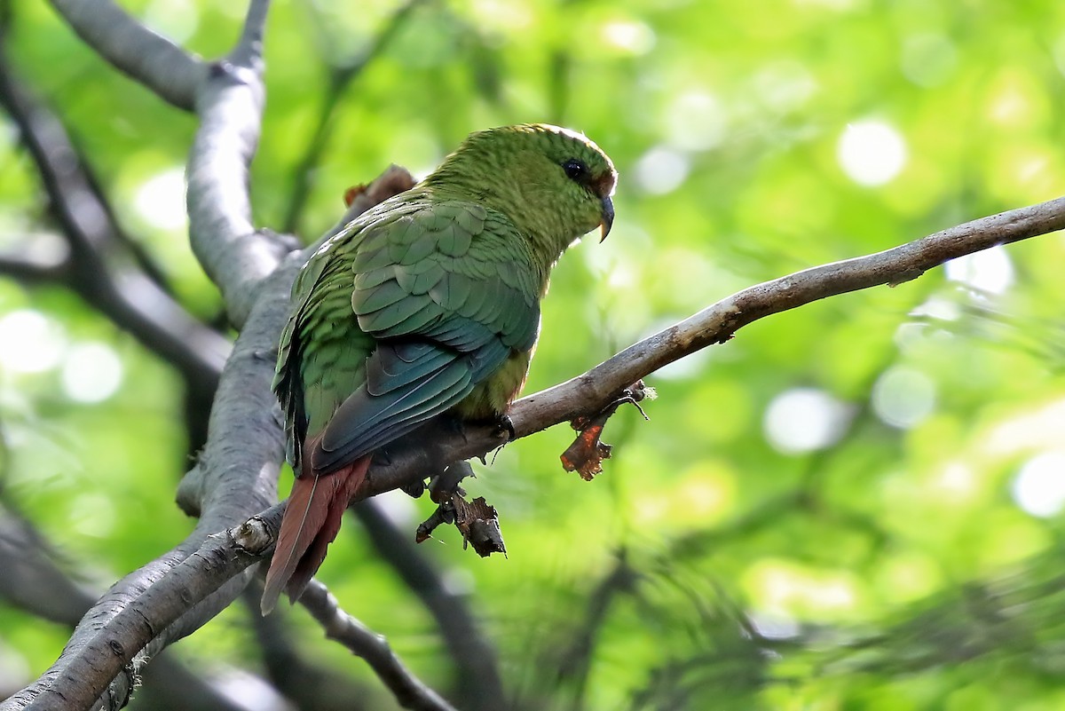 Austral Parakeet - Phillip Edwards