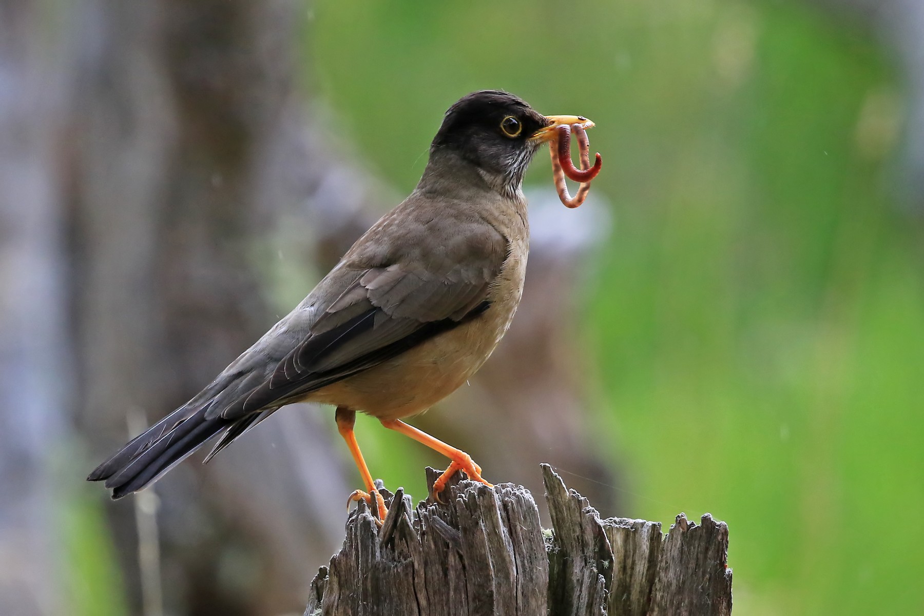フォークランドツグミ Magellanicus Pembertoni Ebird