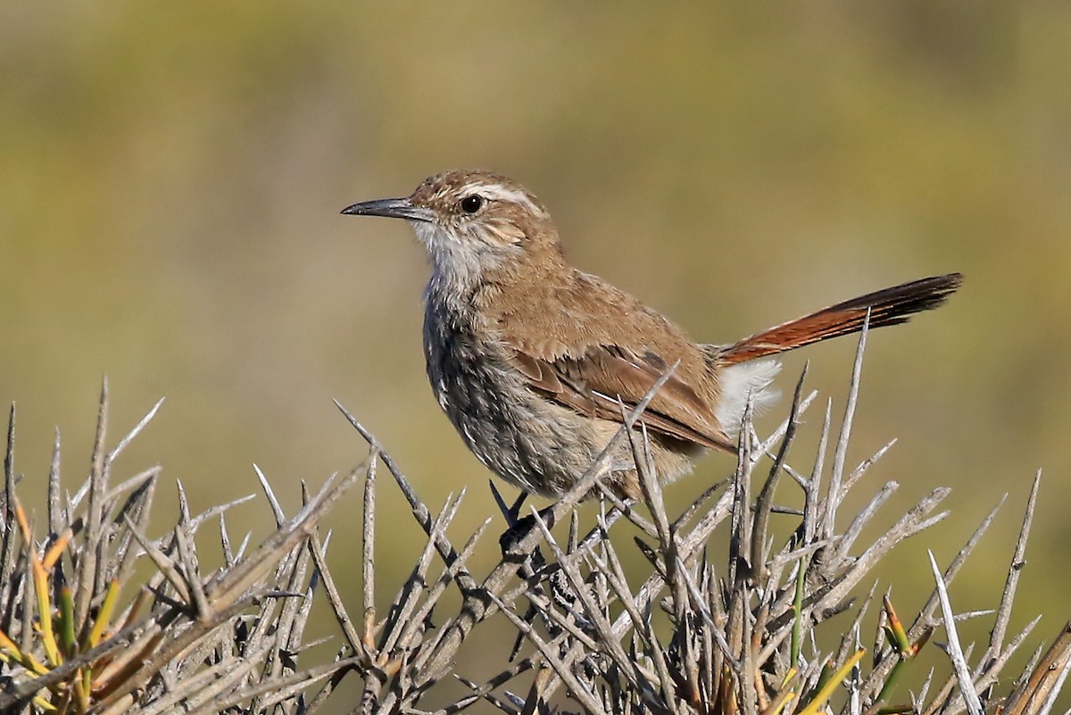 Band-tailed Earthcreeper - Phillip Edwards