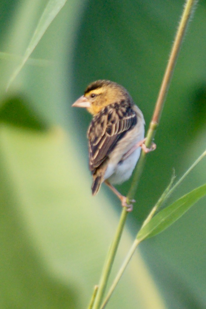 Yellow-mantled Widowbird - Yvonne Stevens