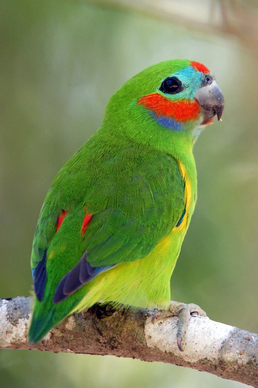 Double-eyed Fig-Parrot (Double-eyed) - Yvonne Stevens