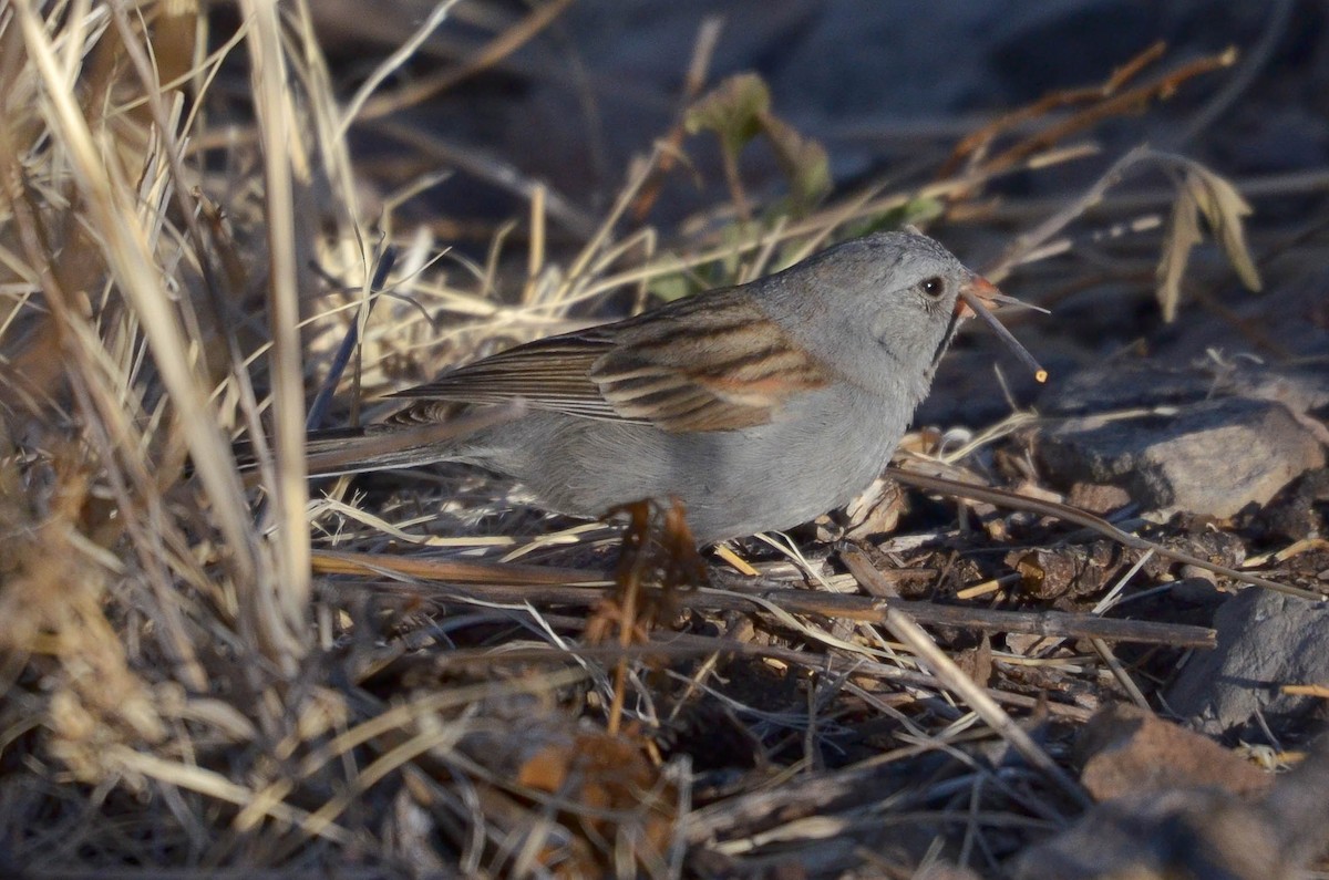 Black-chinned Sparrow - Yvonne Stevens