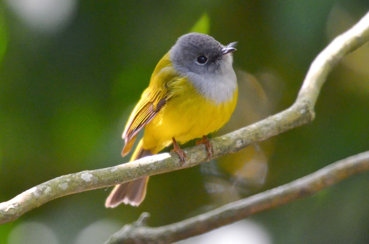 Gray-headed Canary-Flycatcher - ML204850341