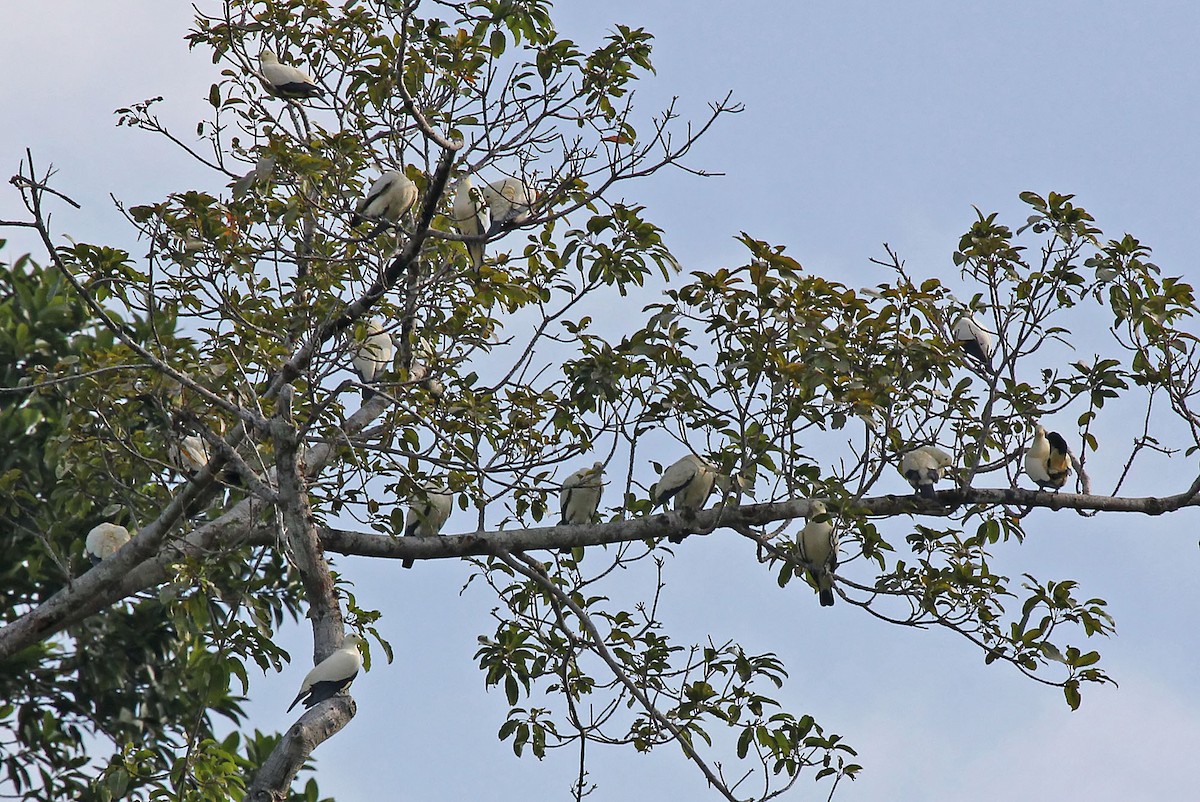 Pied Imperial-Pigeon - ML204850491
