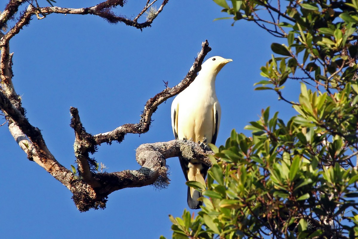 Pied Imperial-Pigeon - ML204850501