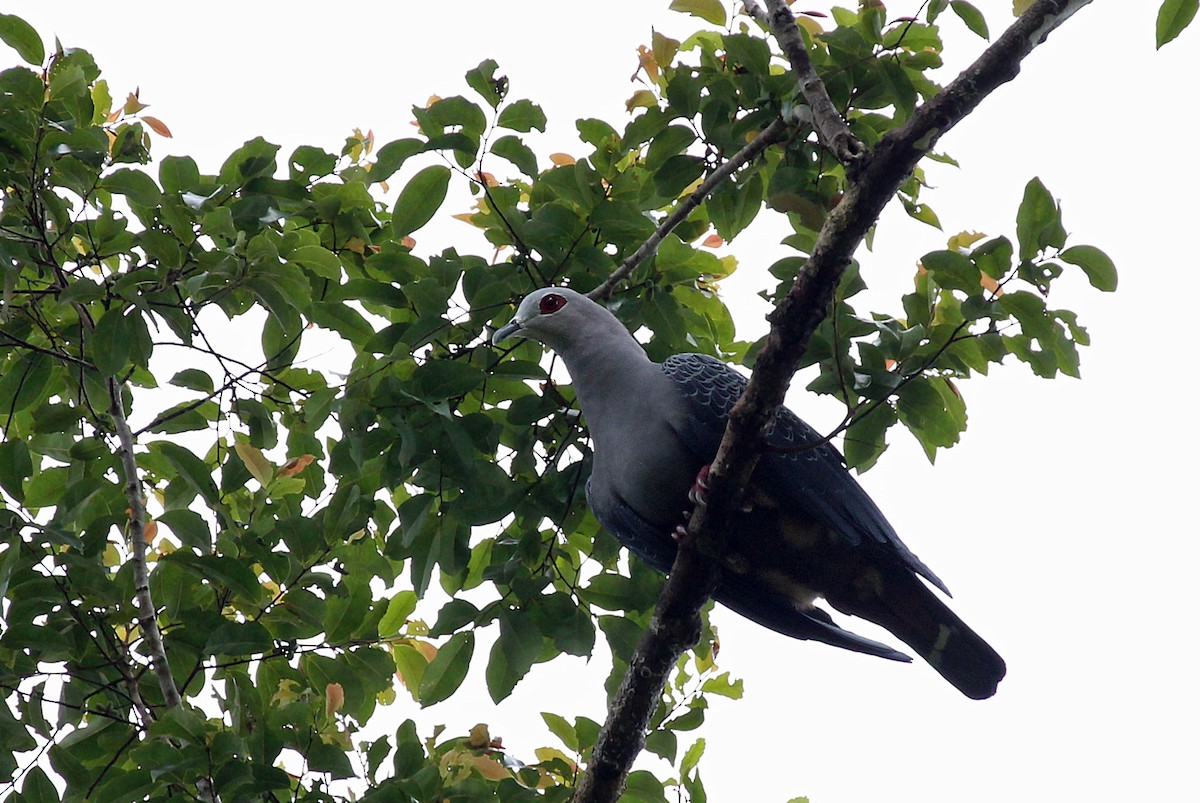 Pinon's Imperial-Pigeon (Gray-headed) - ML204850521