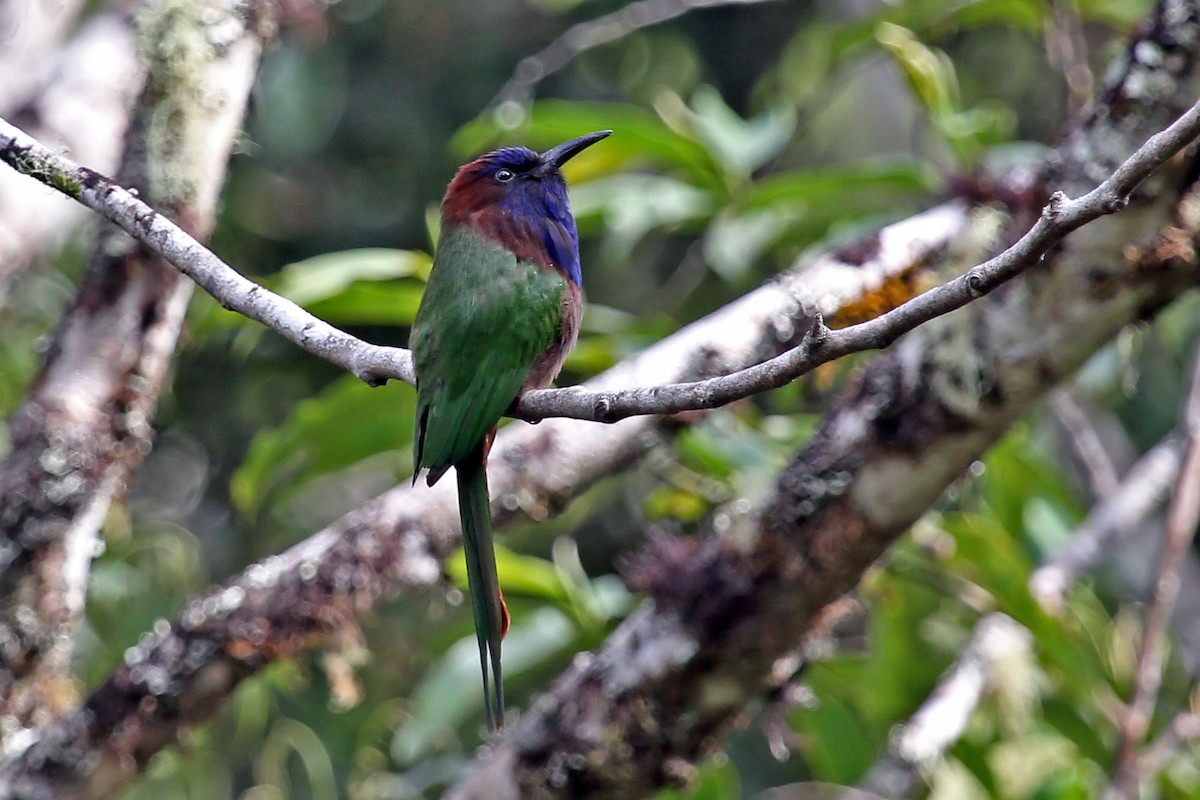 Purple-bearded Bee-eater - Phillip Edwards