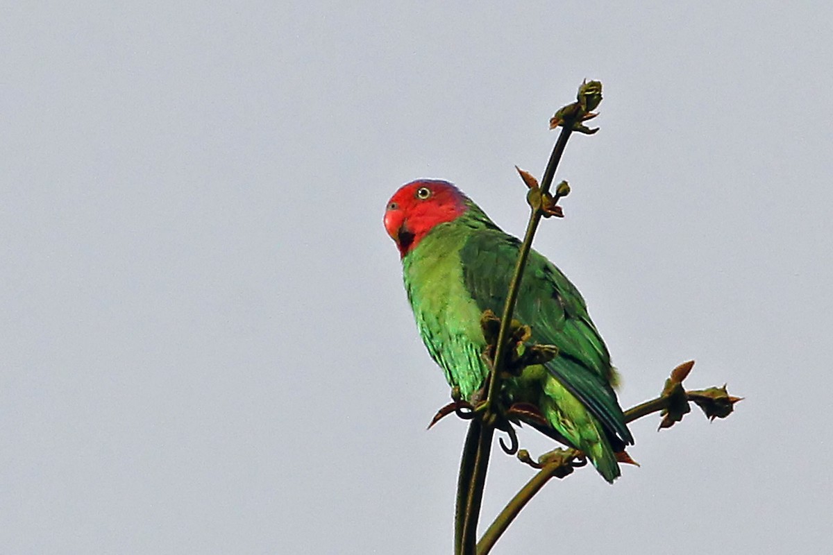 Red-cheeked Parrot - ML204850621