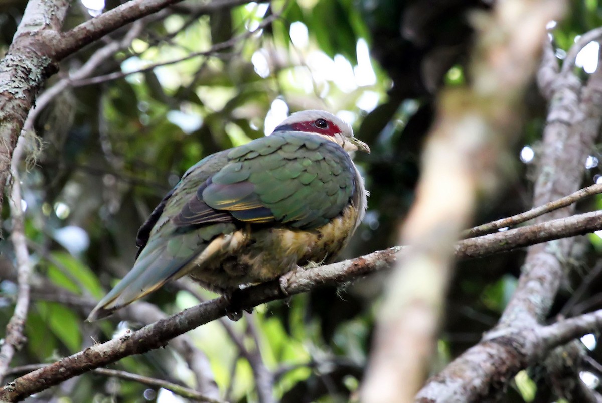 Red-eared Fruit-Dove (Red-eared) - Phillip Edwards
